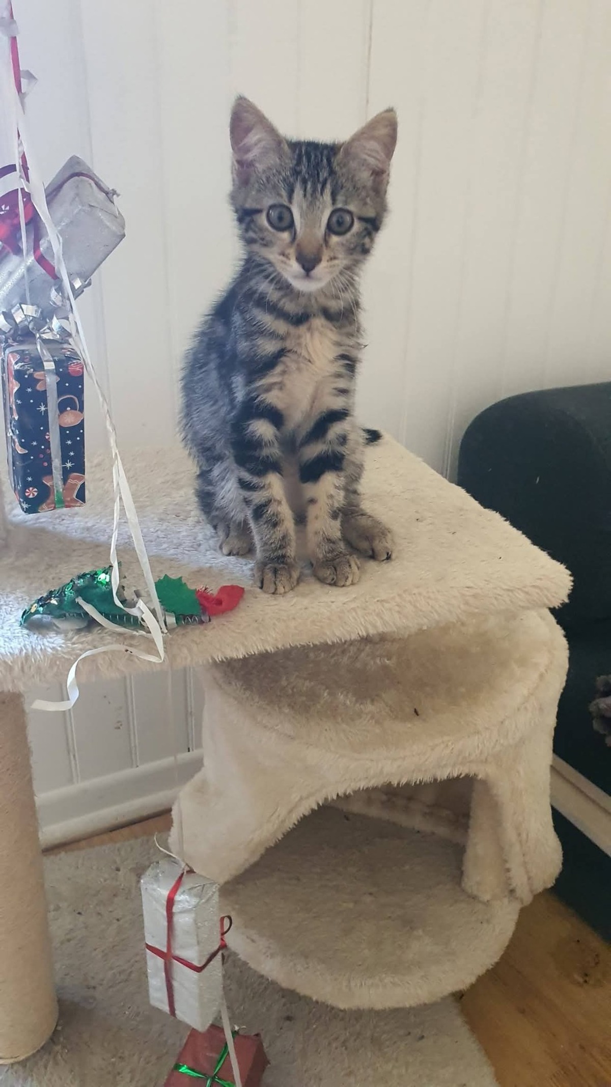 Adoption Zinia