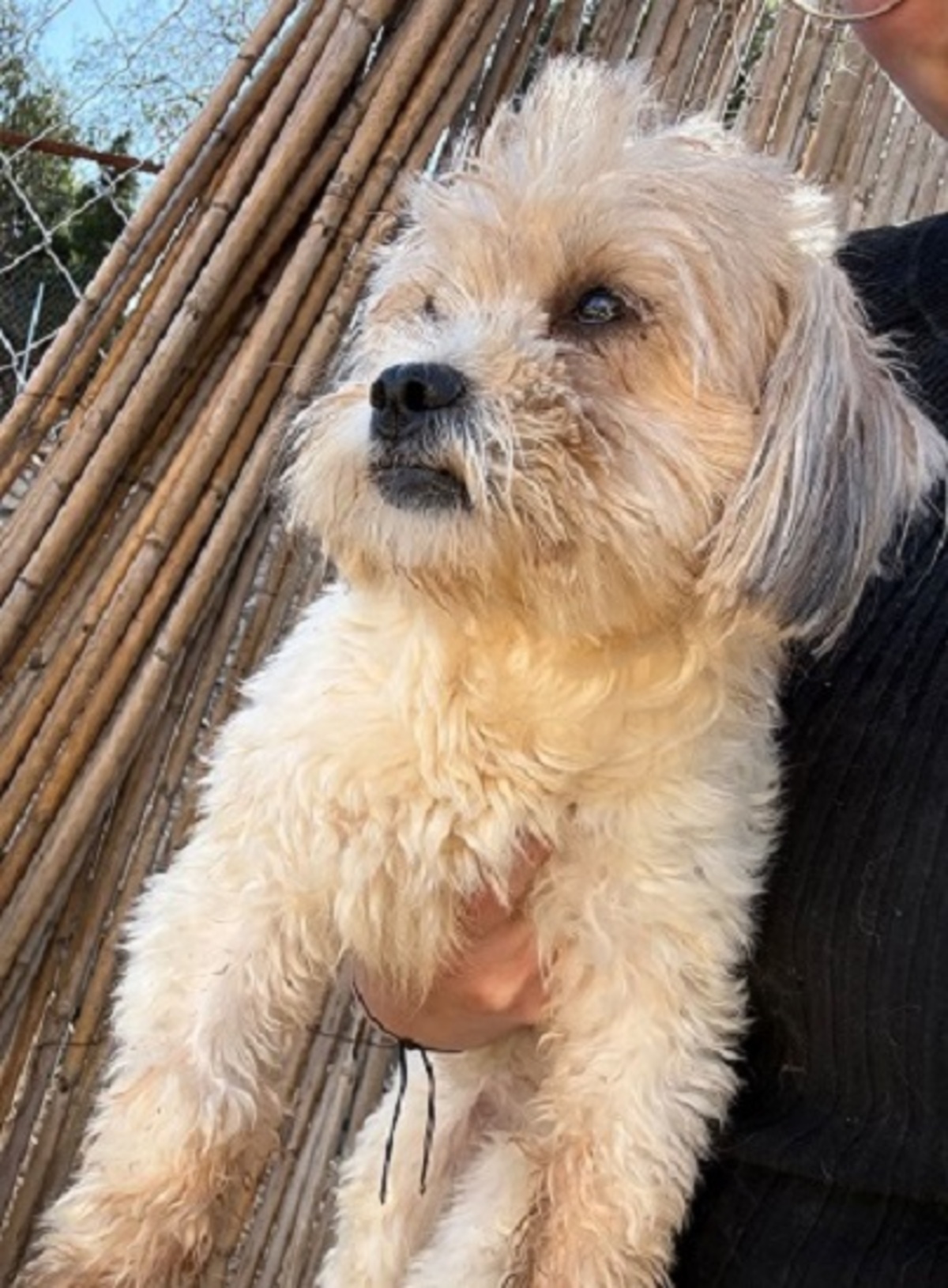 Adoption Juno