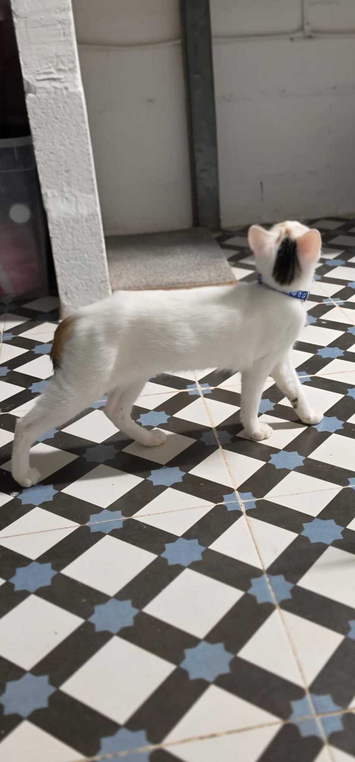 Adoption Nina