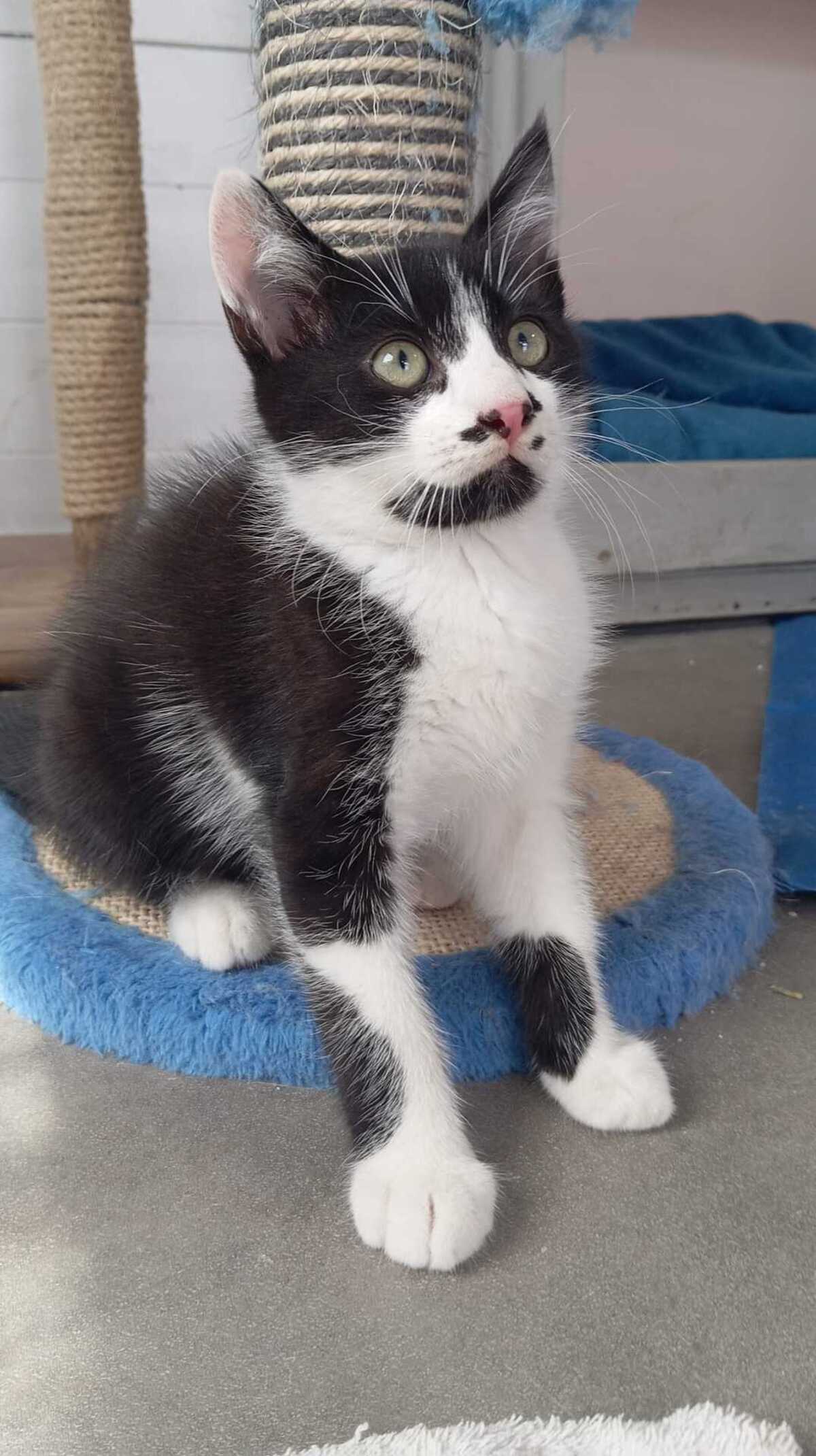 Adoption MENTHE