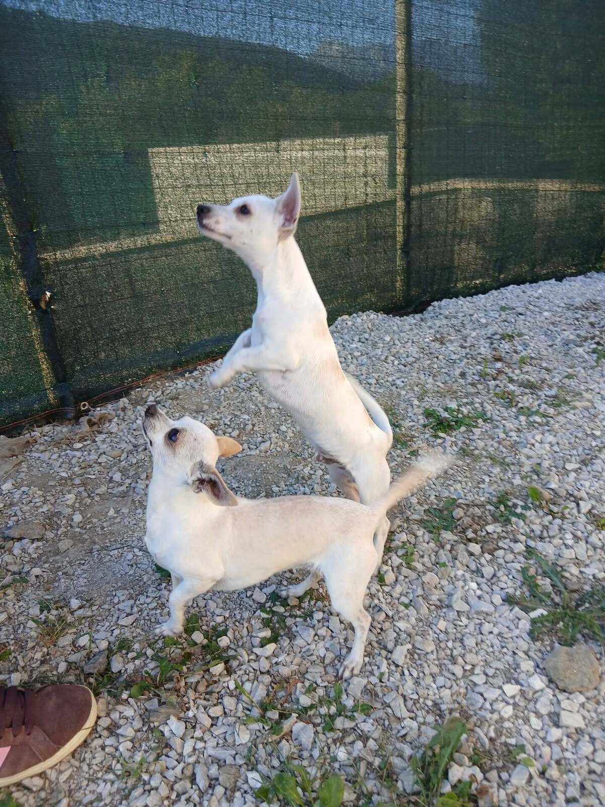 Adoption Litchi