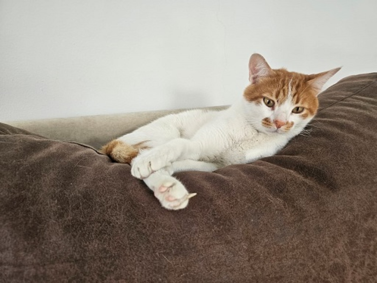 Adoption Taco