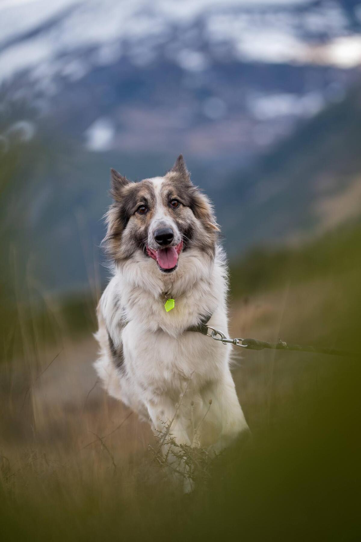 Adoption Jasper
