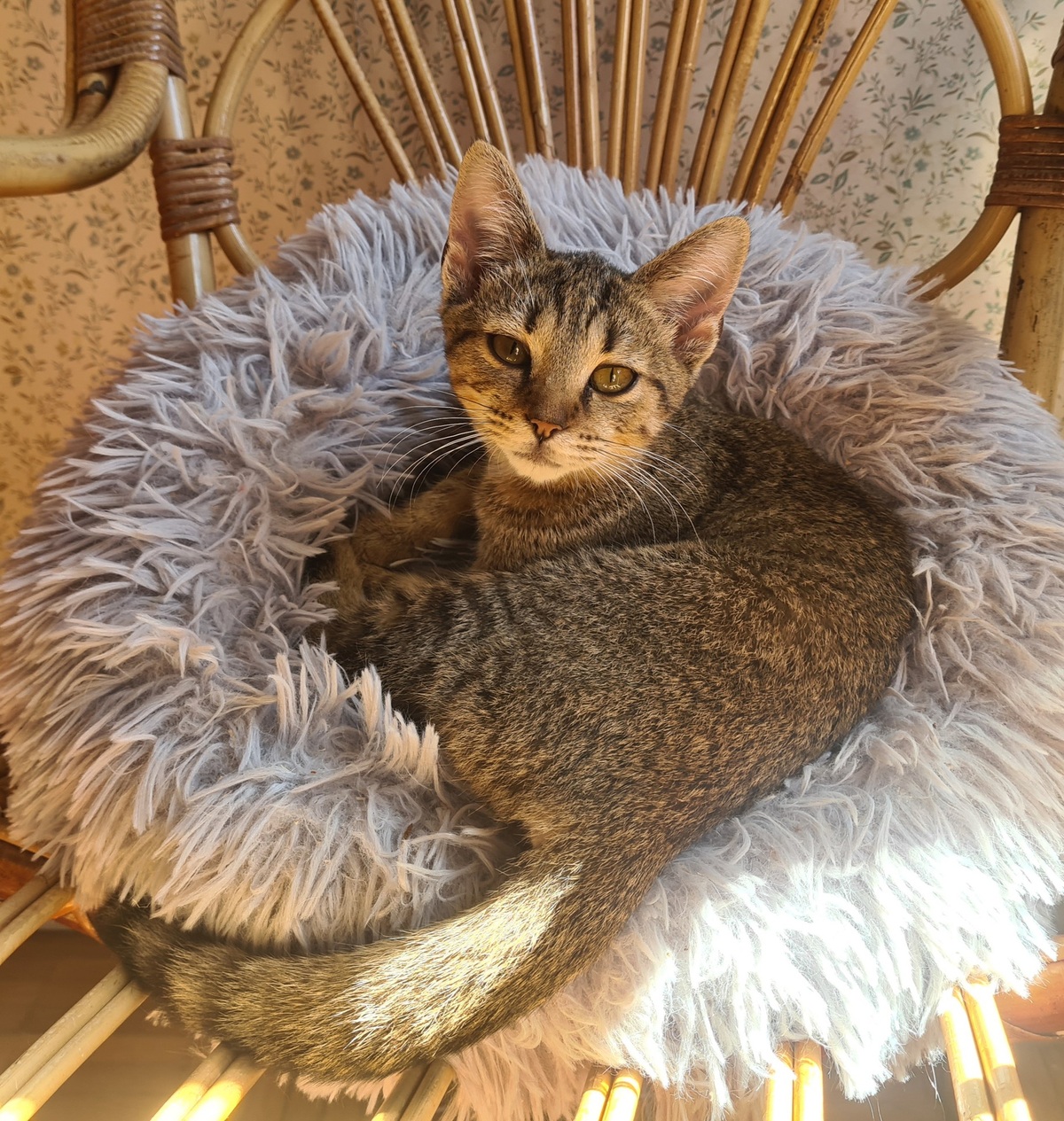 Adoption Rhapsodie