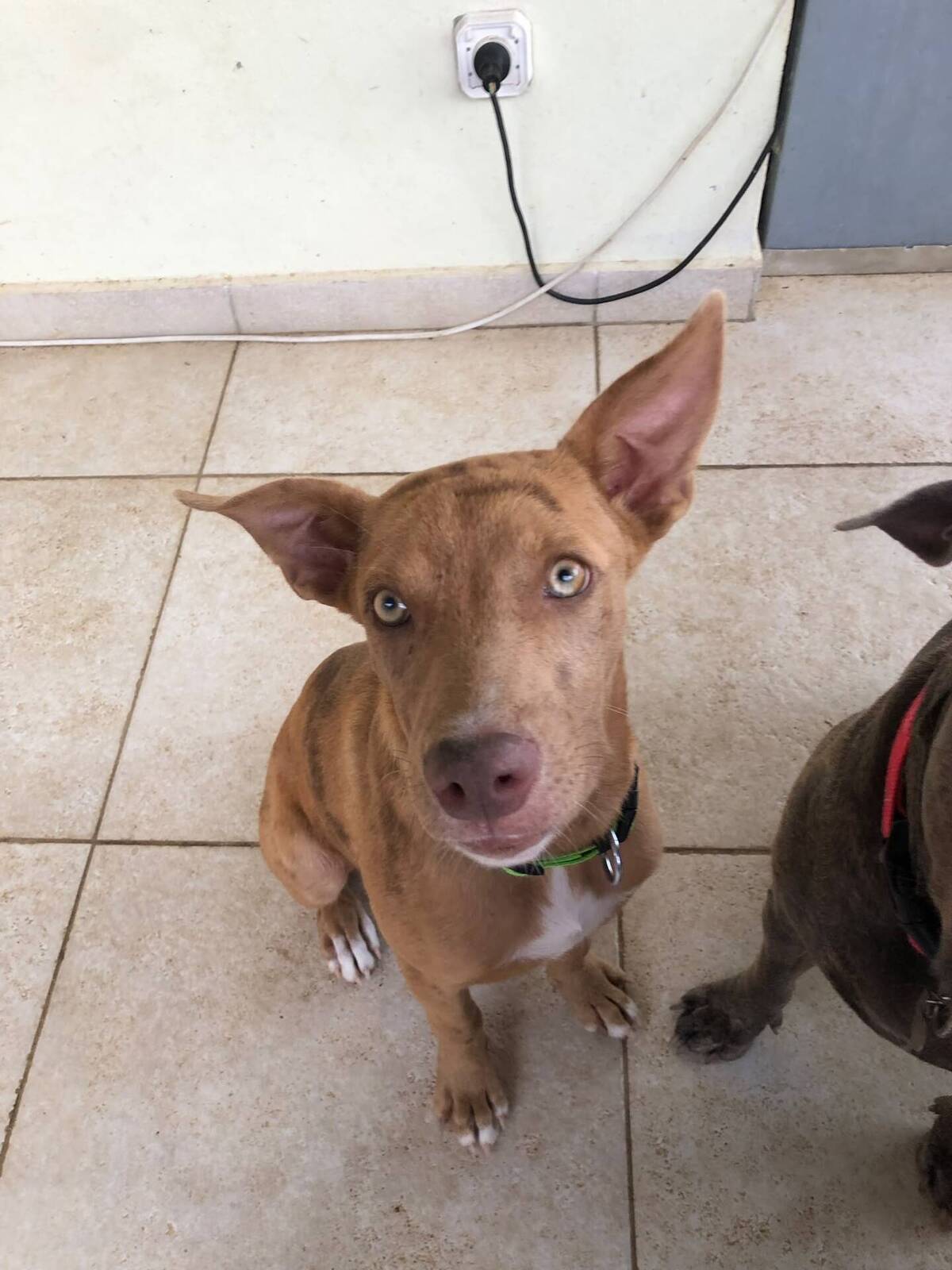 Adoption Tytou