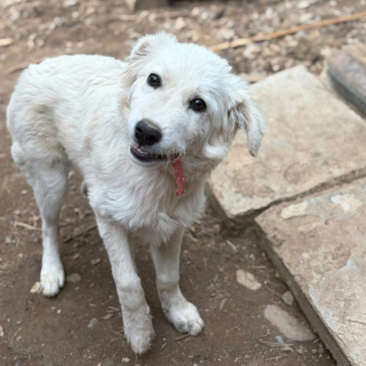 Adoption Artic