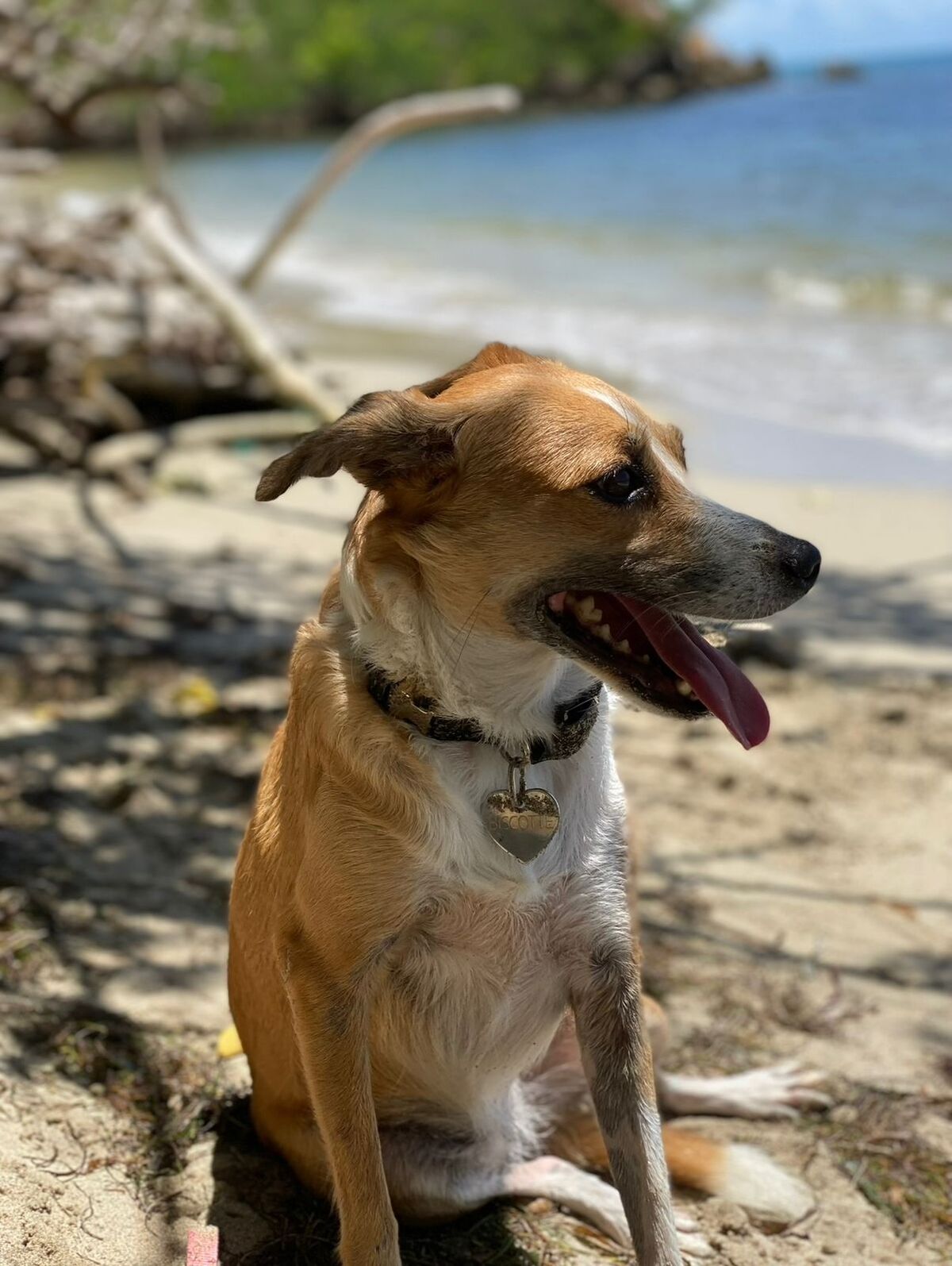 Adoption Biscotte