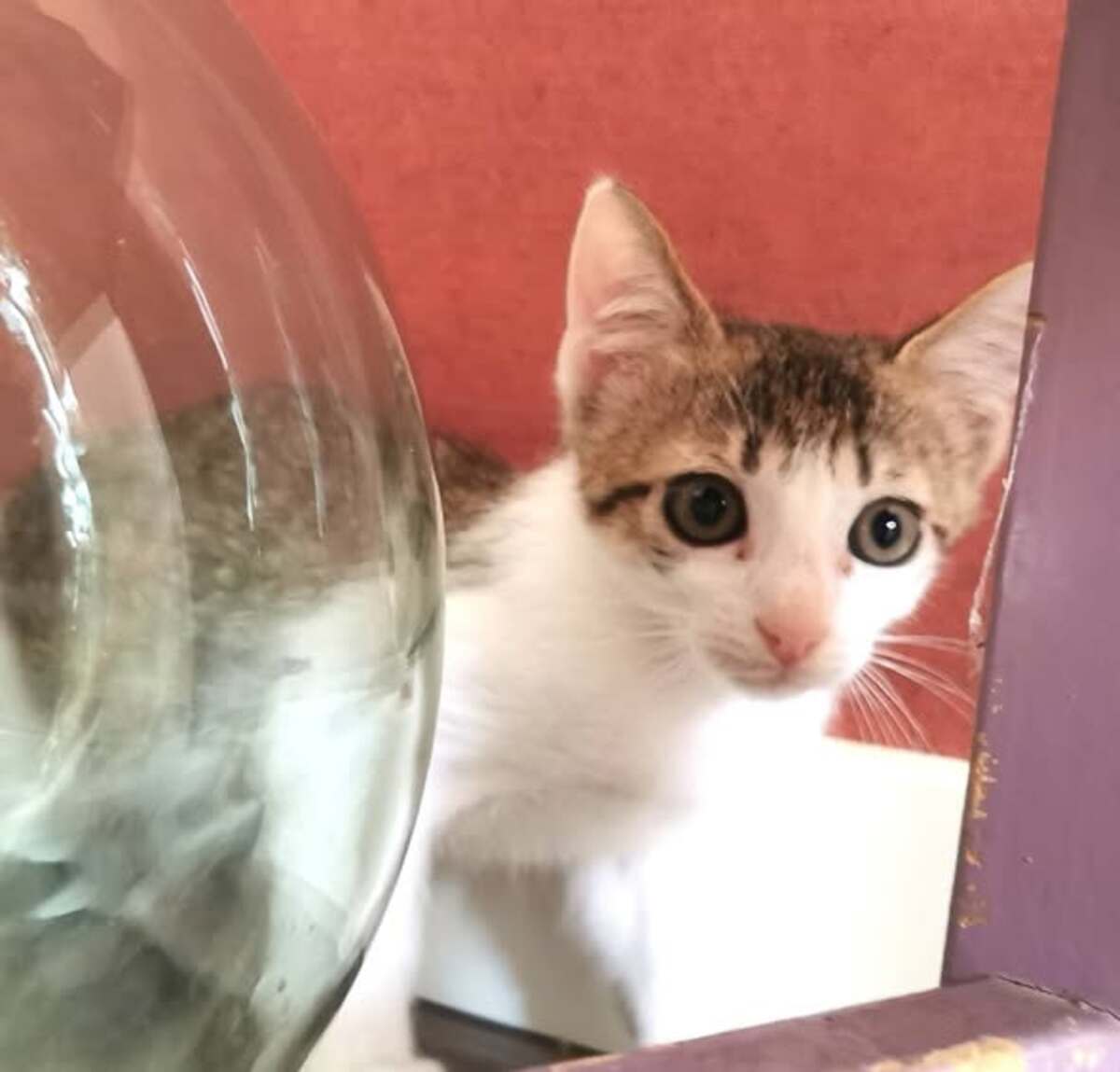 Adoption Kuzko