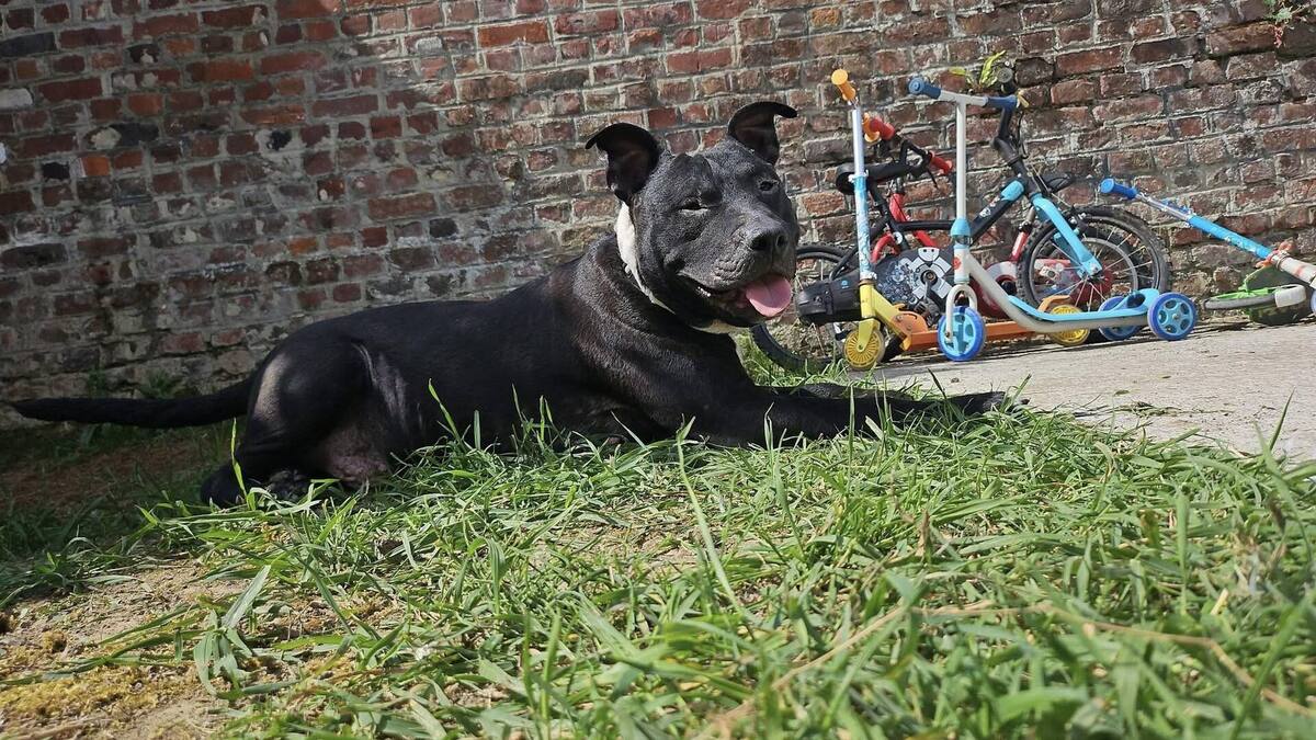 Adoption Paco