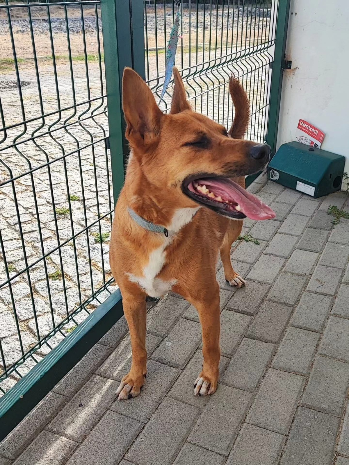 Adoption Snoopy 