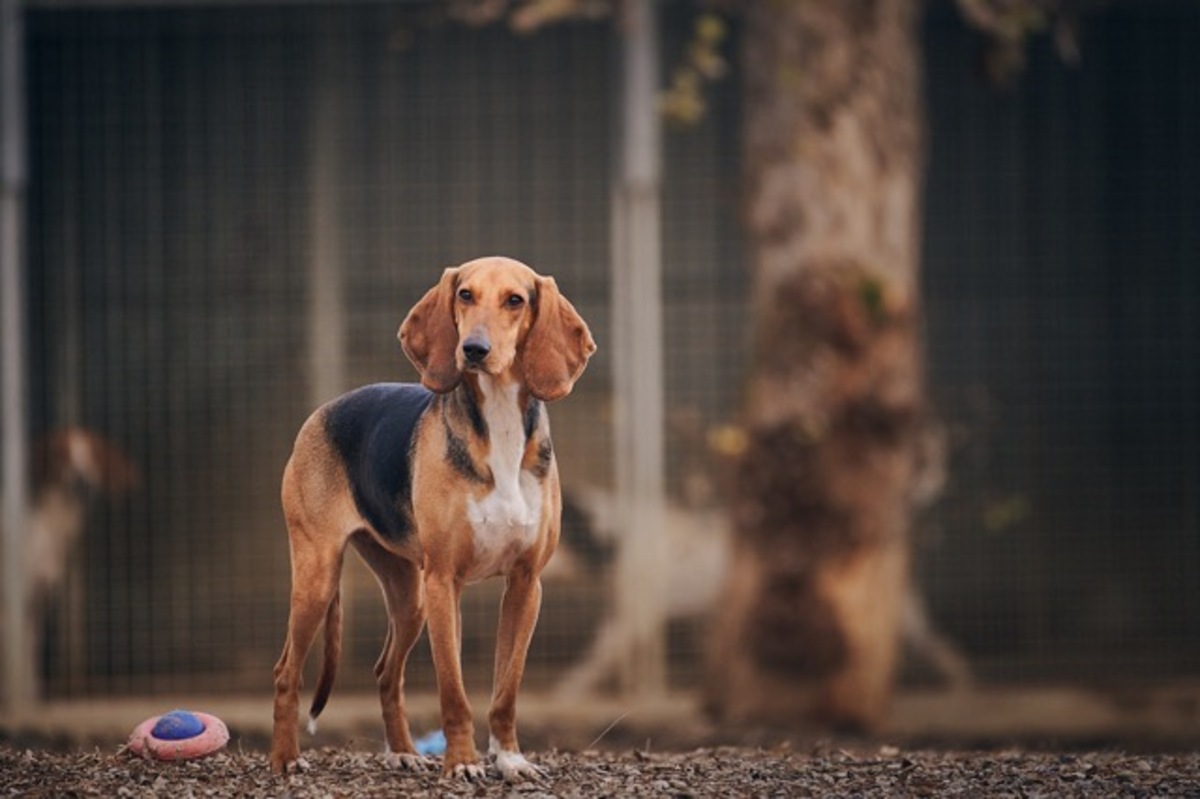 Adoption Queen