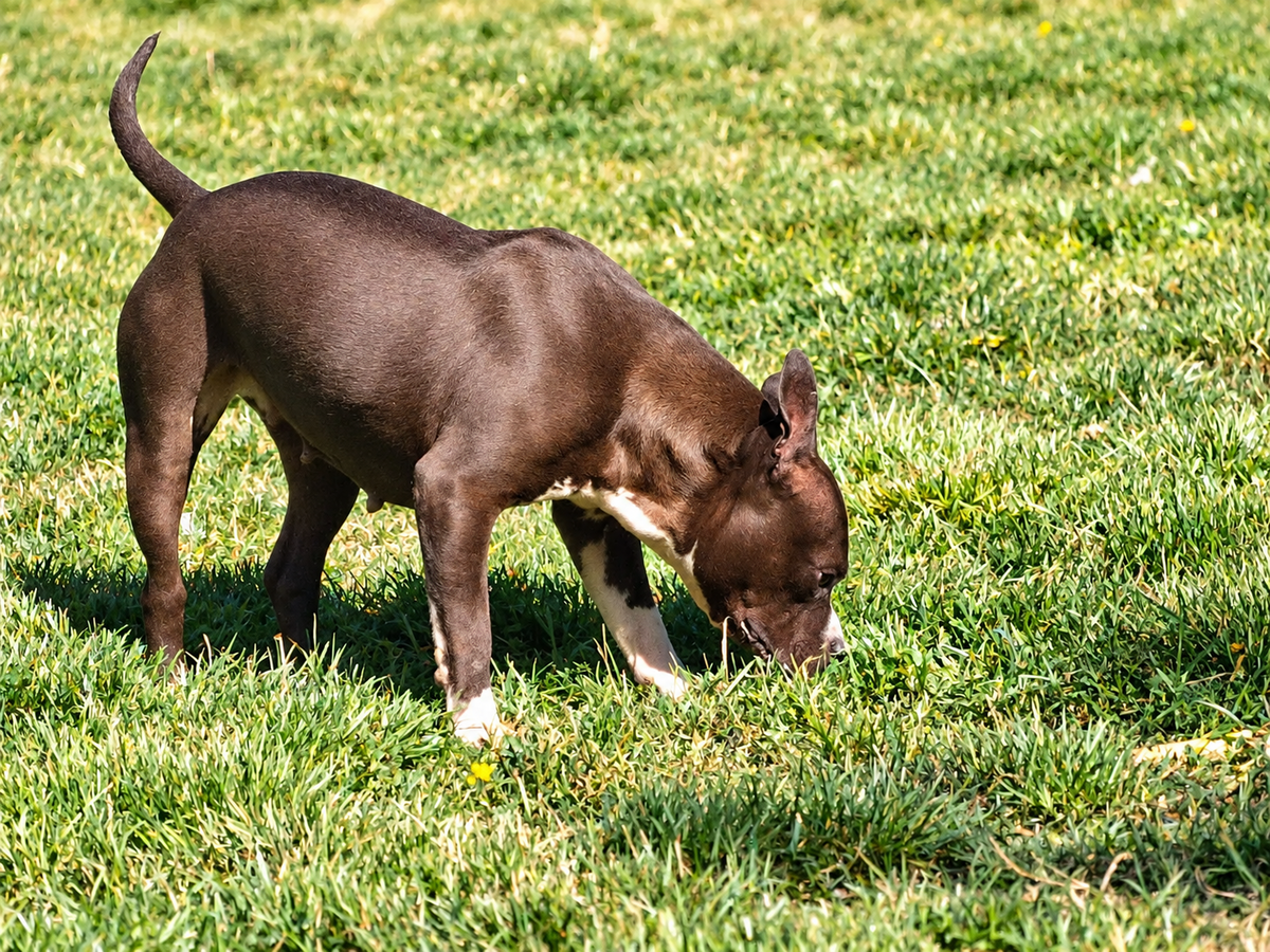 Adoption Pandora