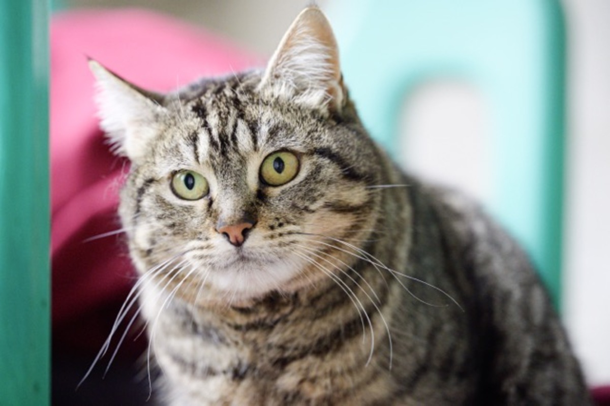 Adoption Mya