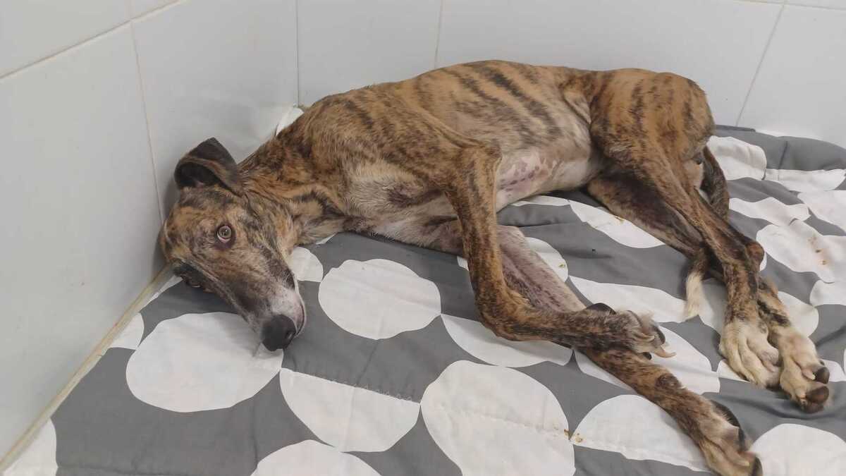 Adoption Juqueton