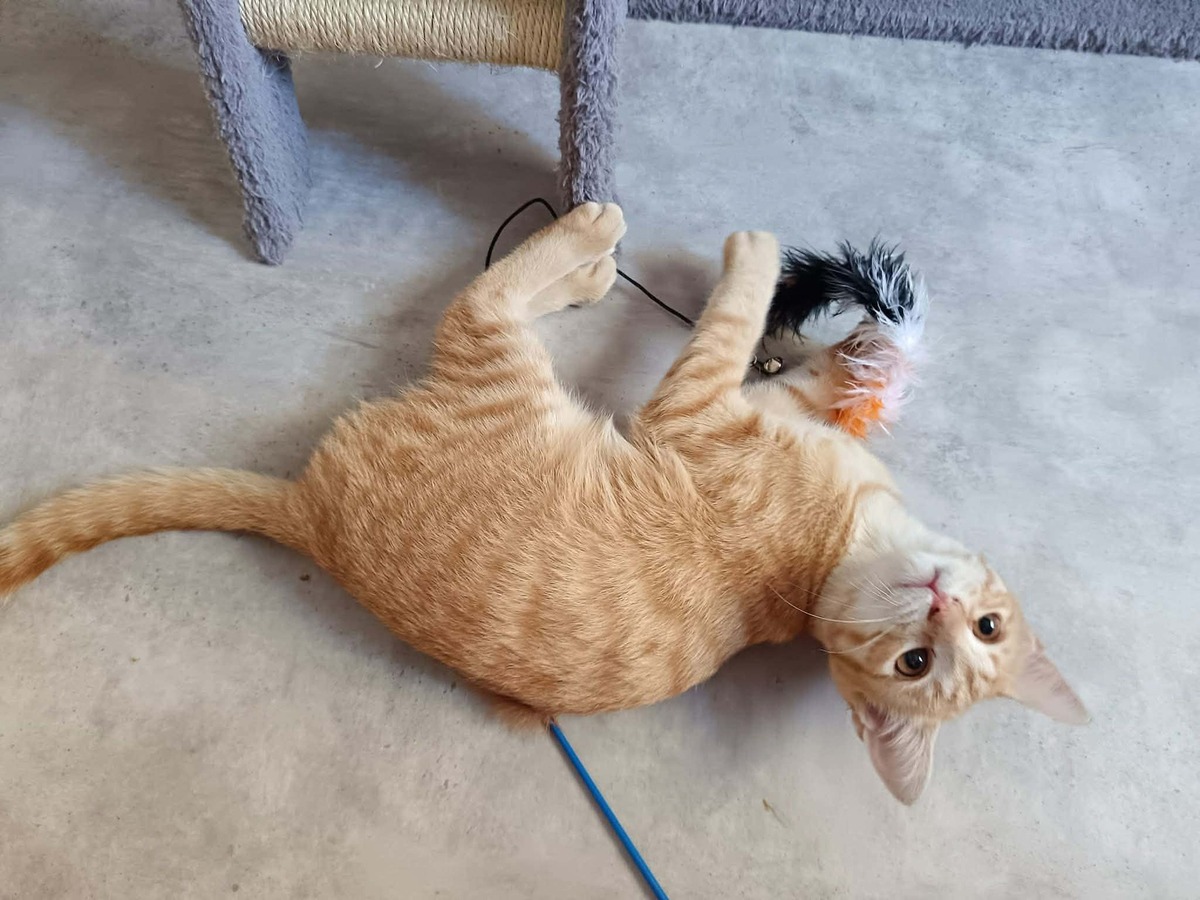 Adoption Murphy
