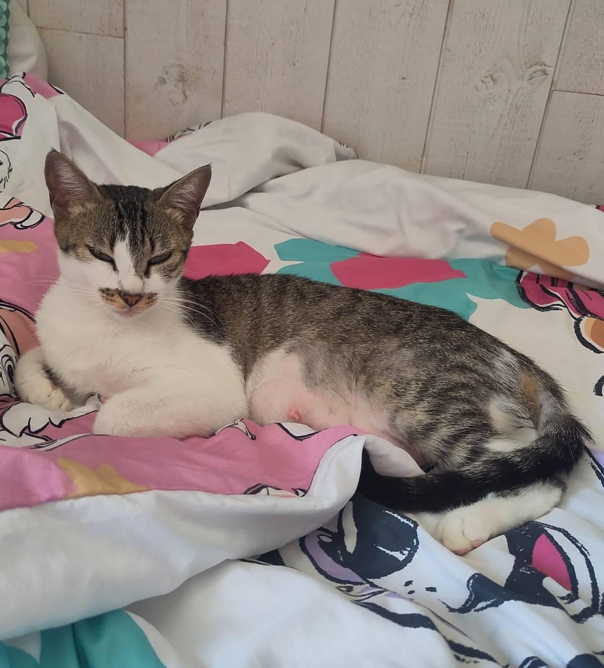 Adoption Alba