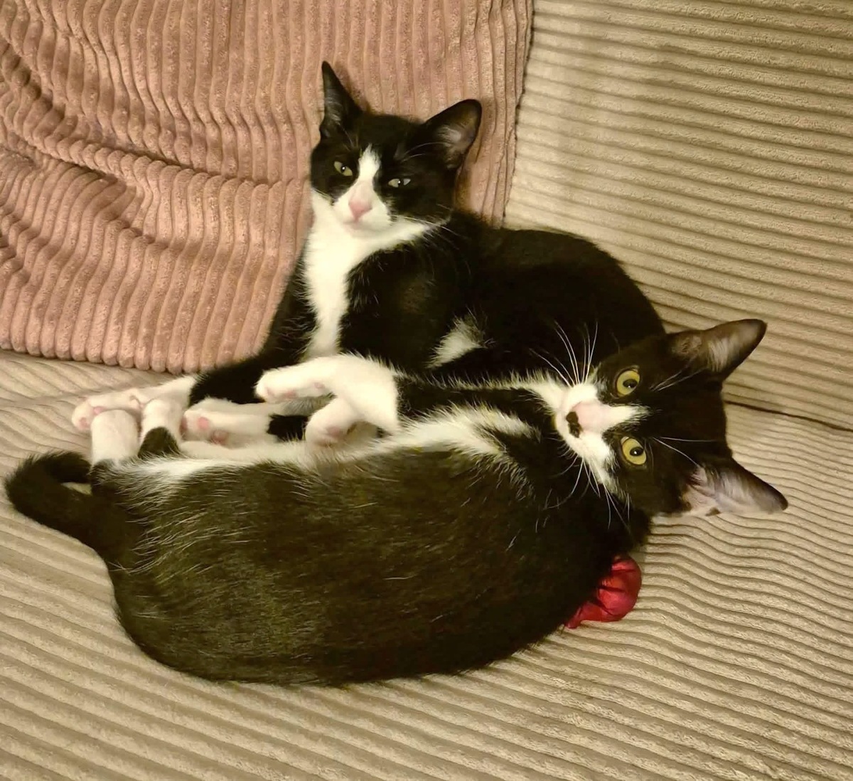 Adoption Swim et Filonna 