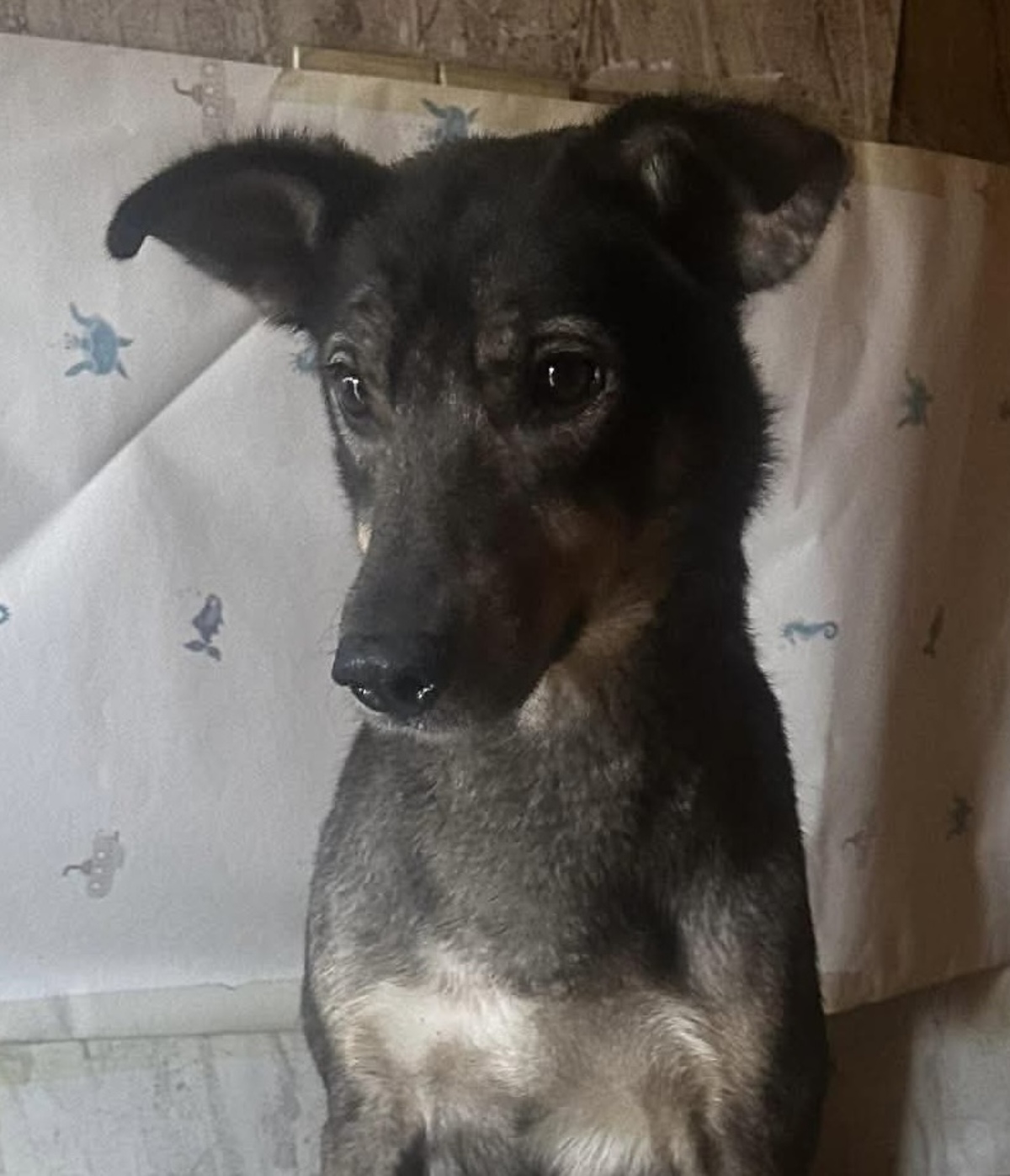 Adoption Aïna