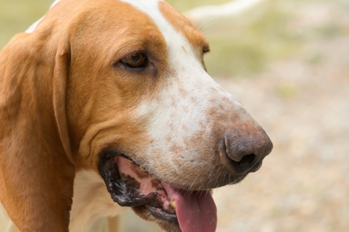 Adoption Ruben