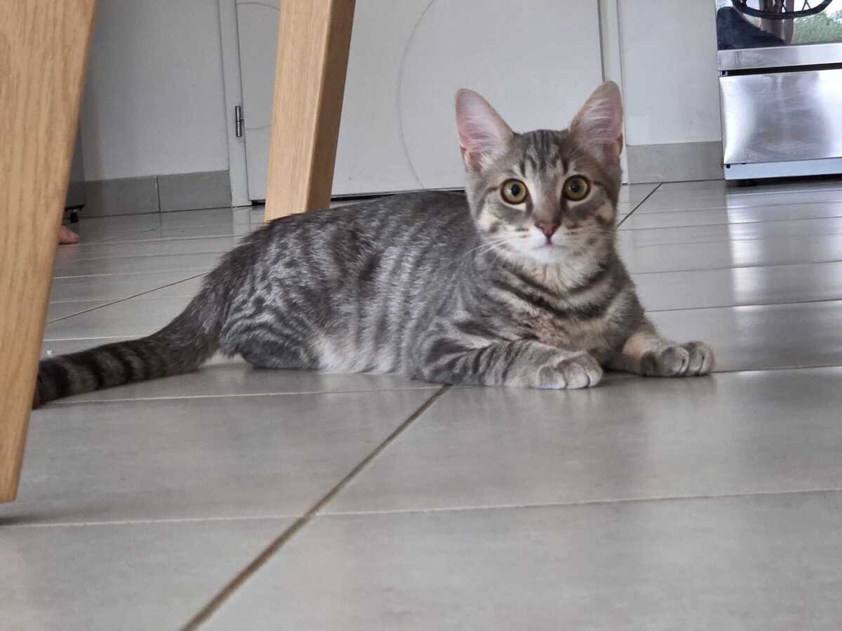 Adoption Ivar