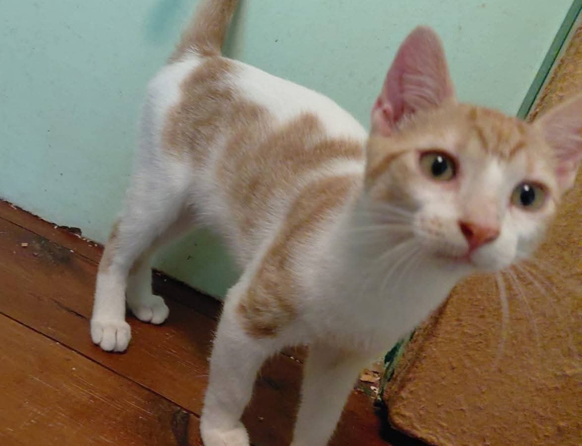 Adoption Pierro