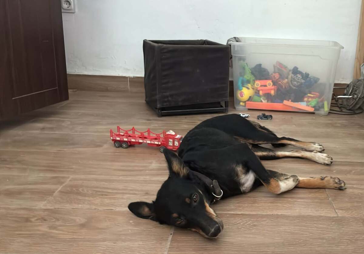 Adoption Yoko
