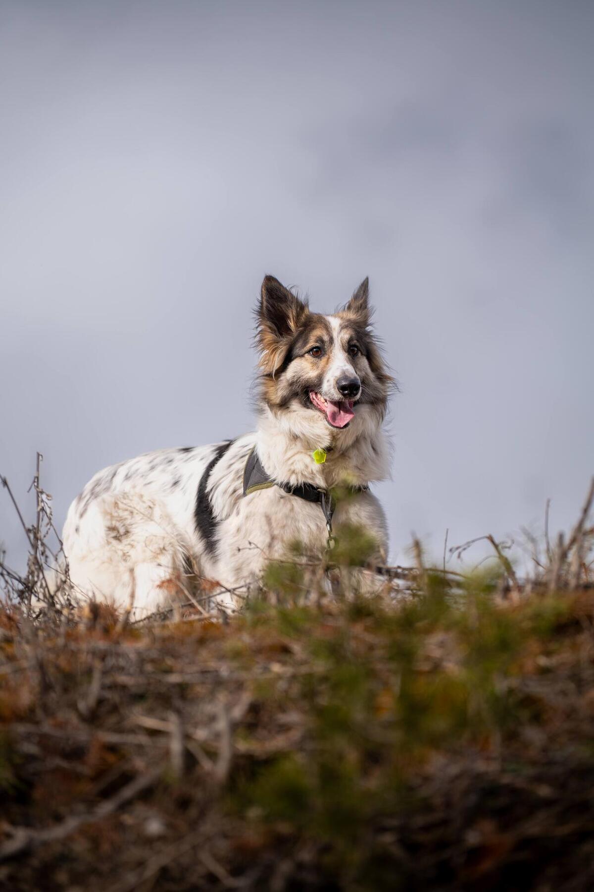 Adoption Jasper