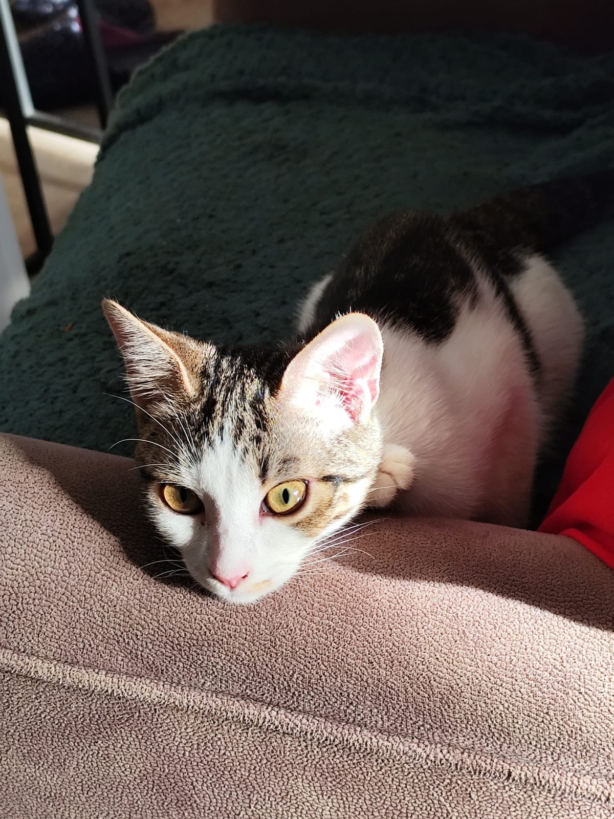 Adoption Plume
