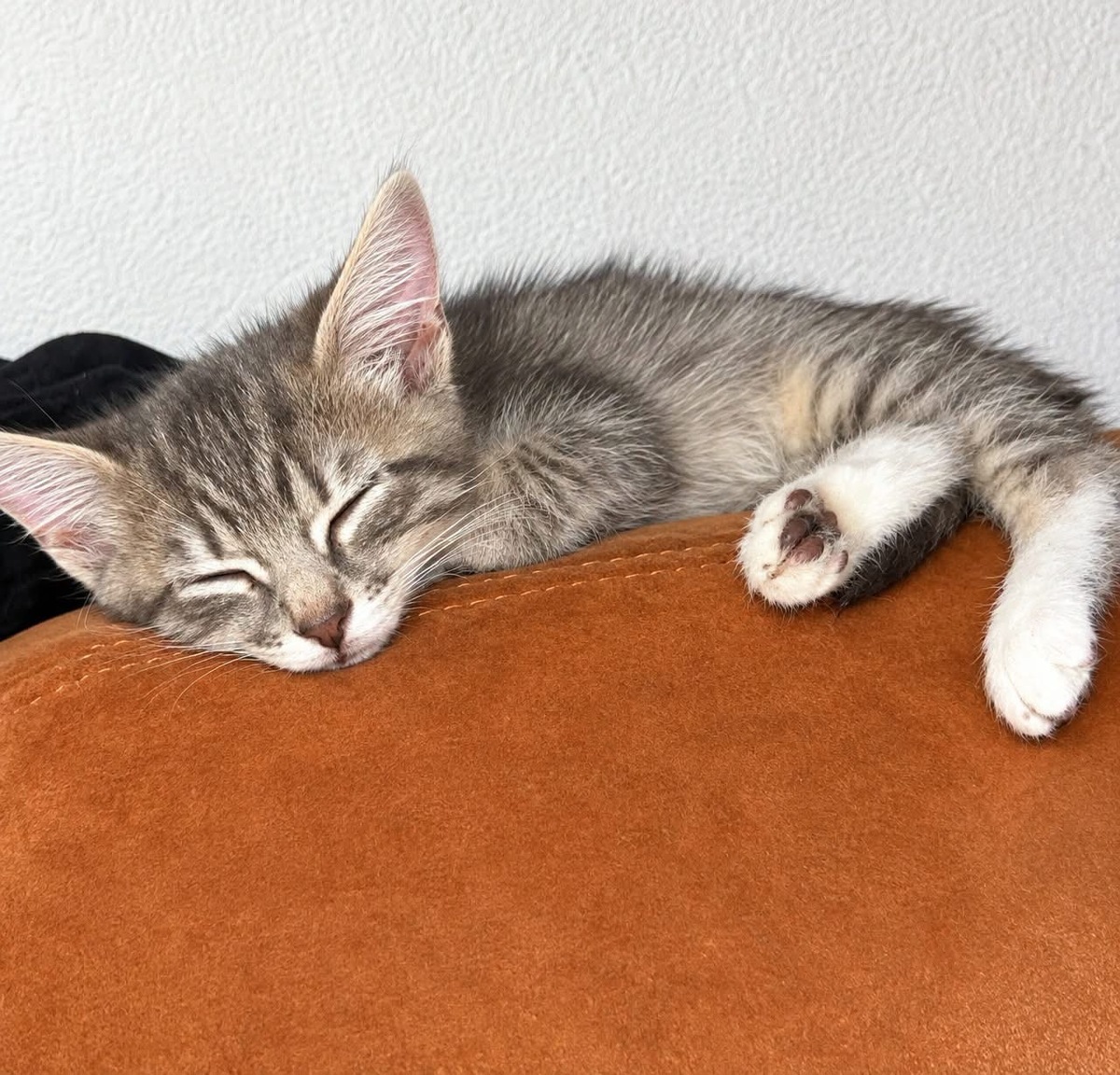 Adoption Tigris