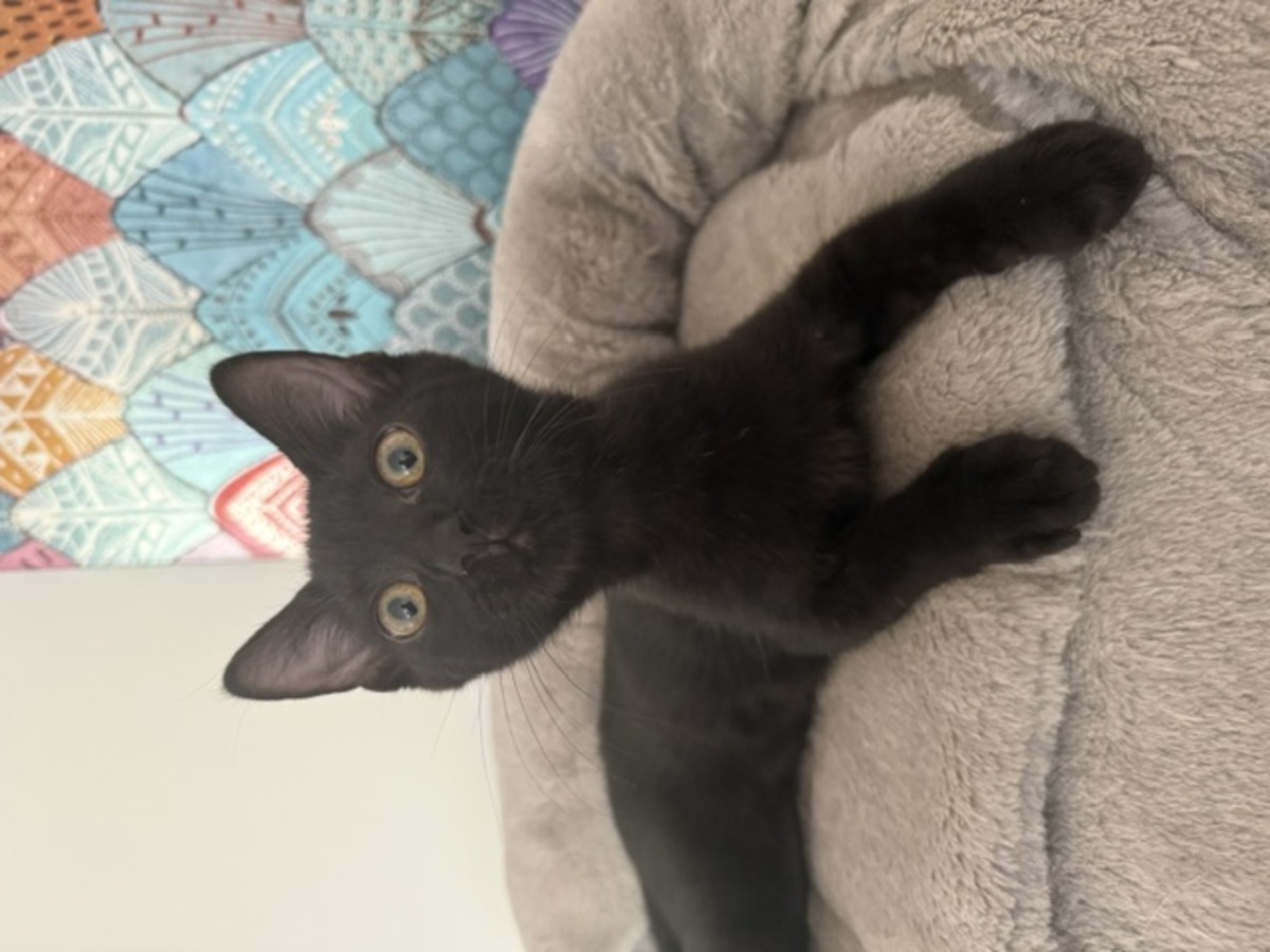 Adoption Crockmou