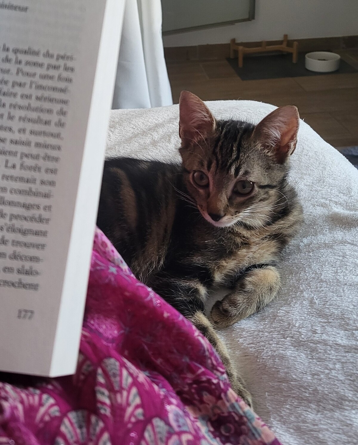 Adoption Bono