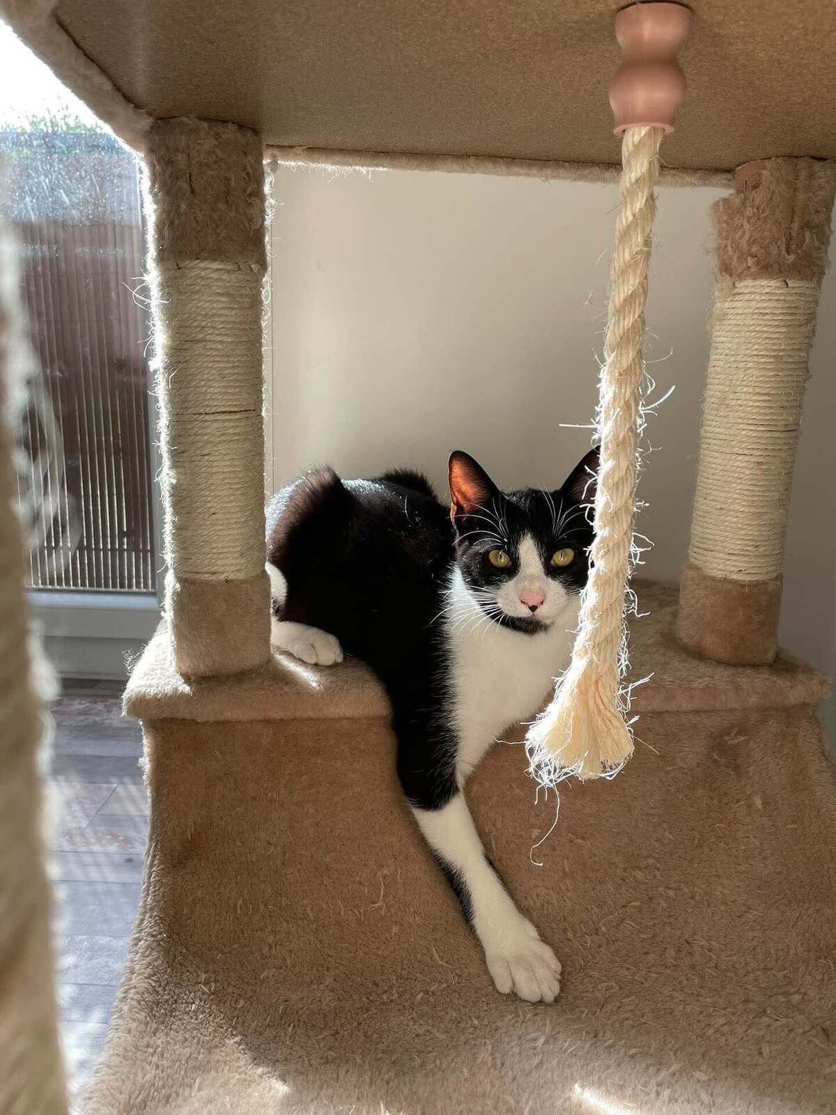Adoption Flash & Filou