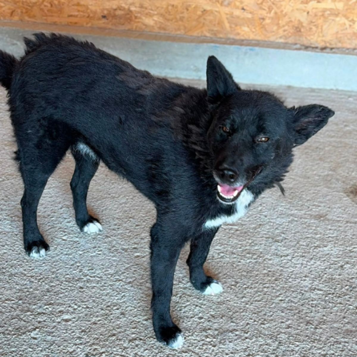 Adoption NAVA