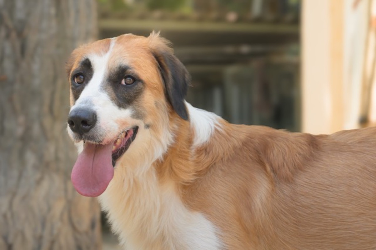Adoption BESS