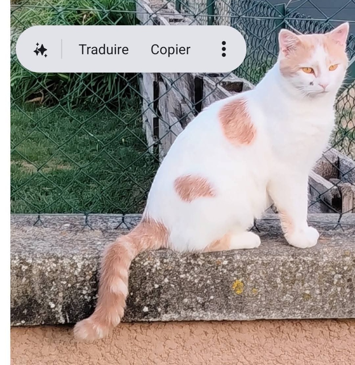 Adoption Filou