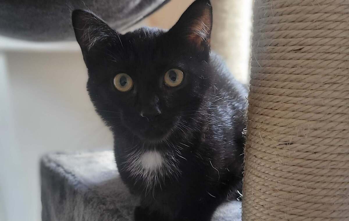 Adoption Boléro