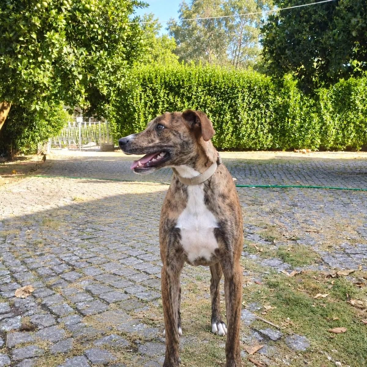 Adoption Teddy