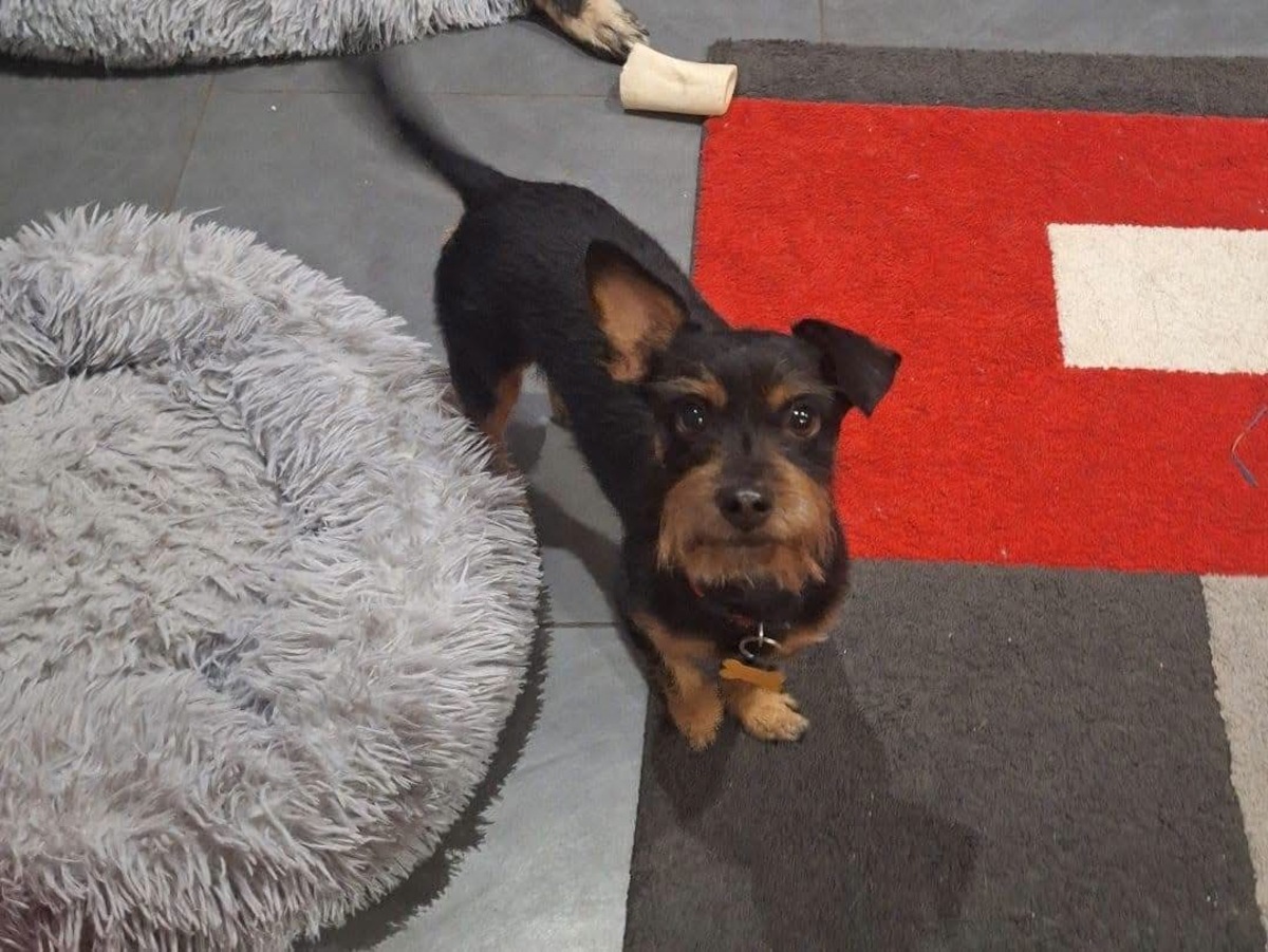 Adoption Mogwai