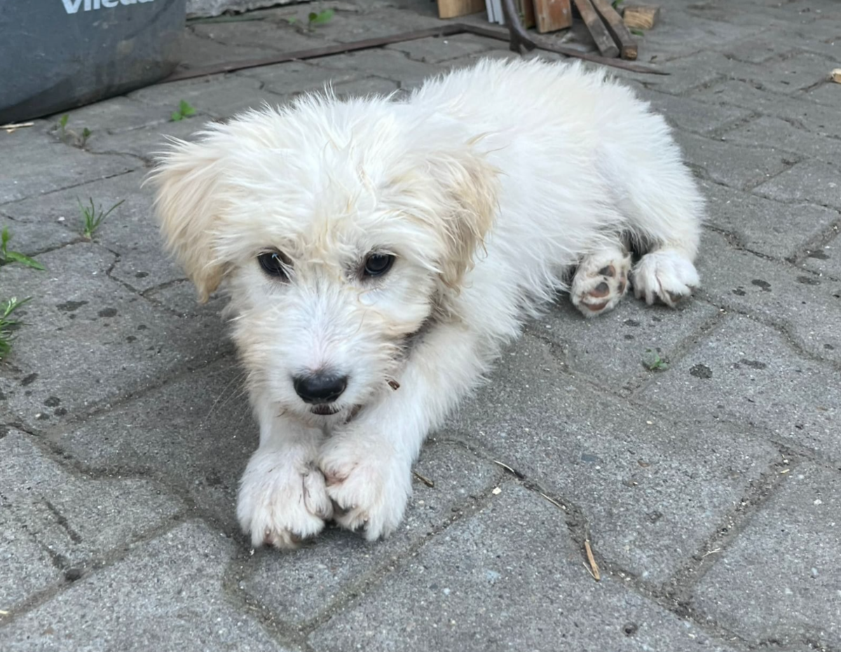 Adoption Eira