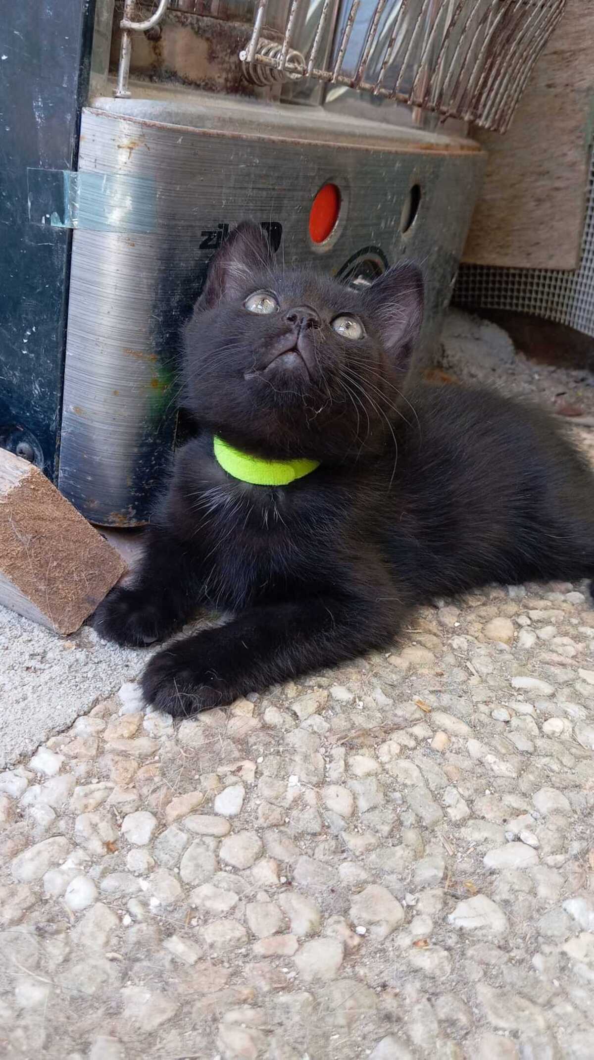 Adoption BETTY