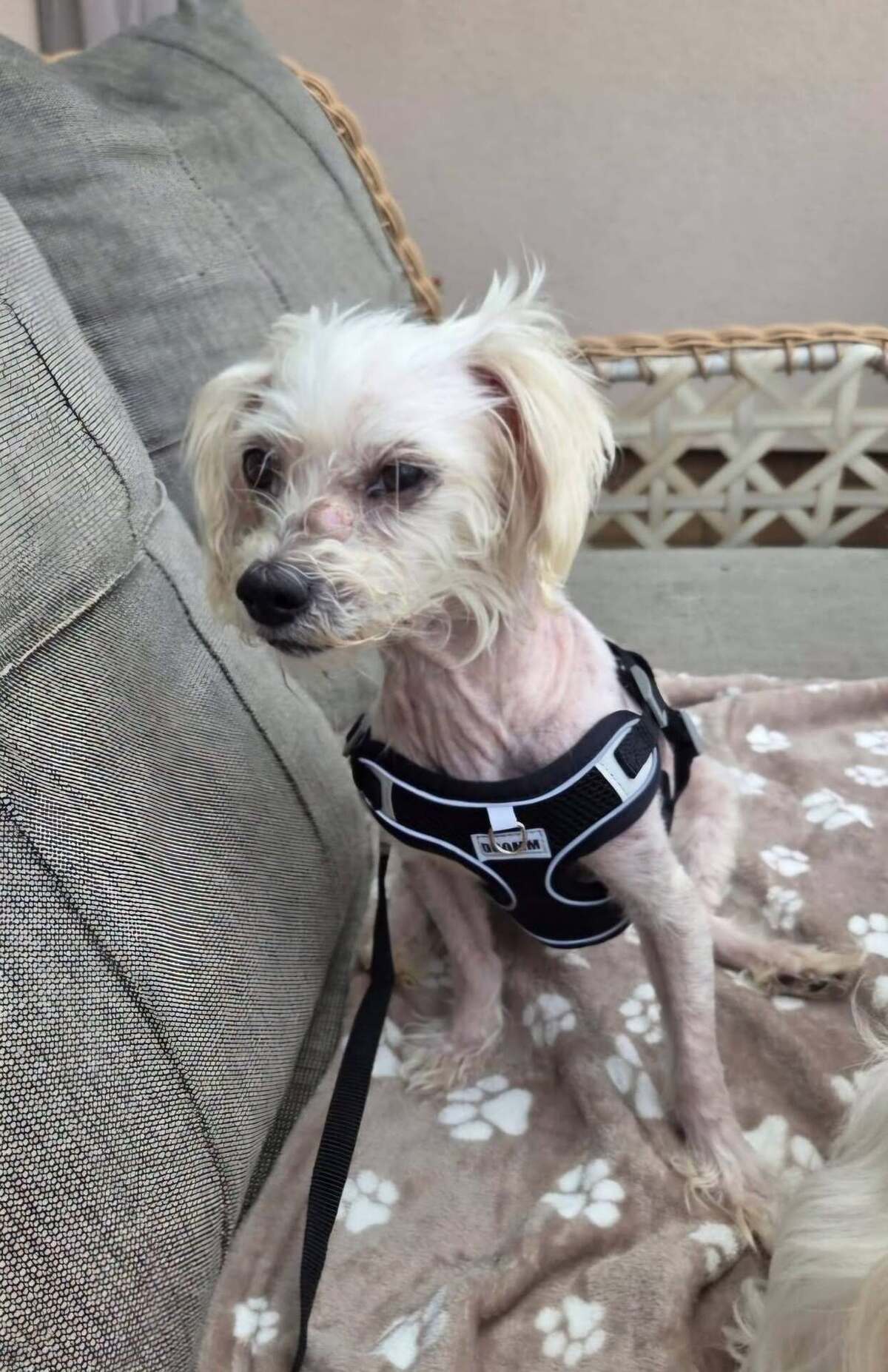 Adoption Nelly