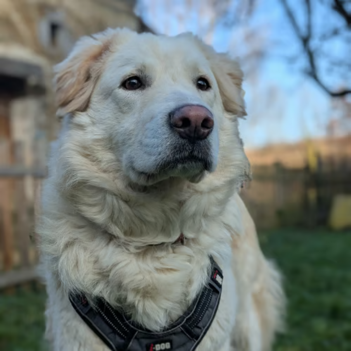 Adoption LEON