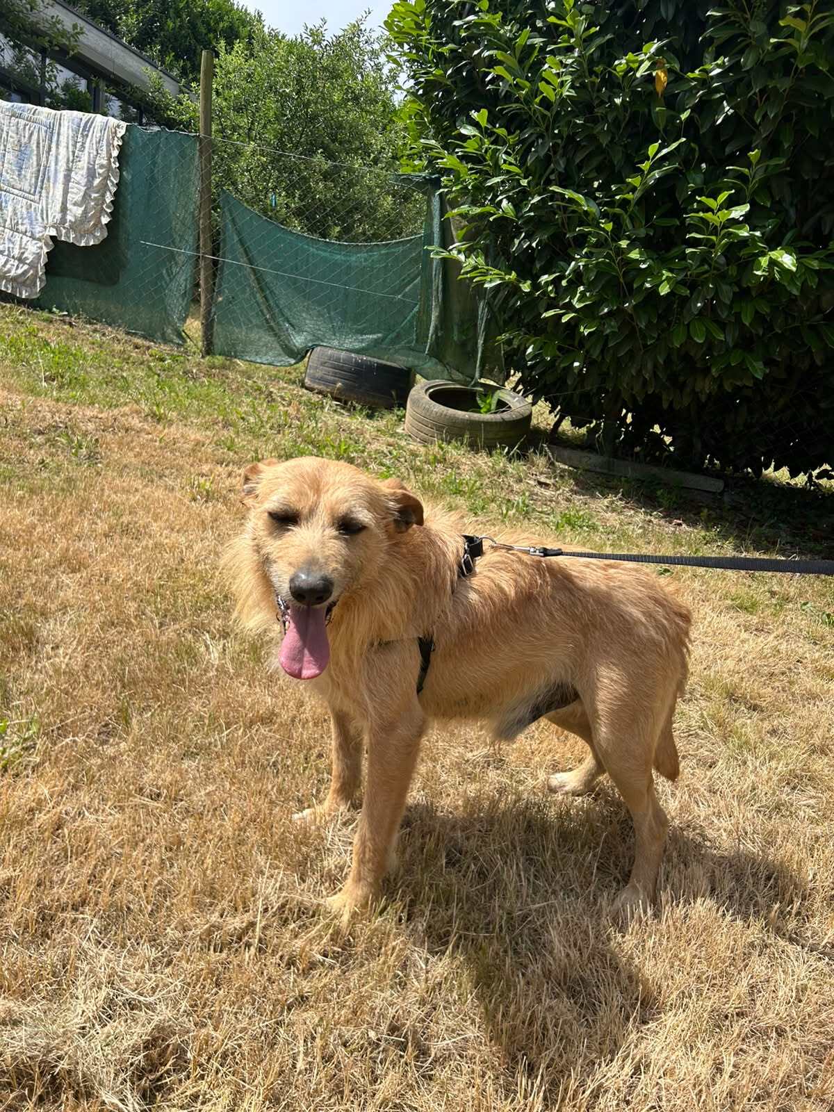 Adoption Sequinho