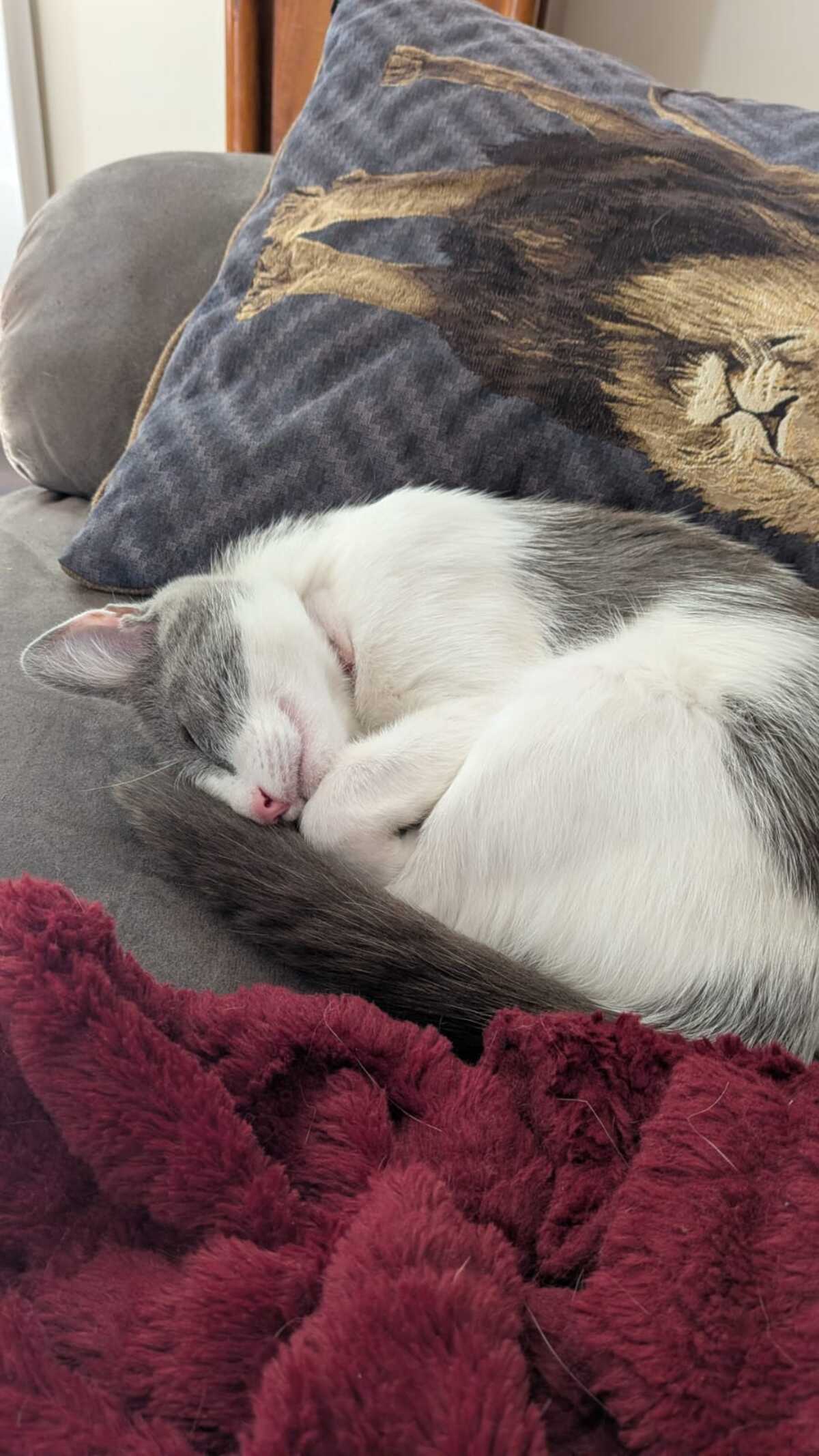 Adoption Friponne