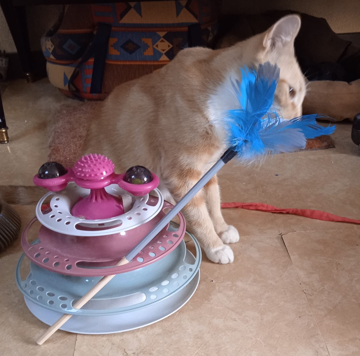 Adoption Lowe et Saphyr