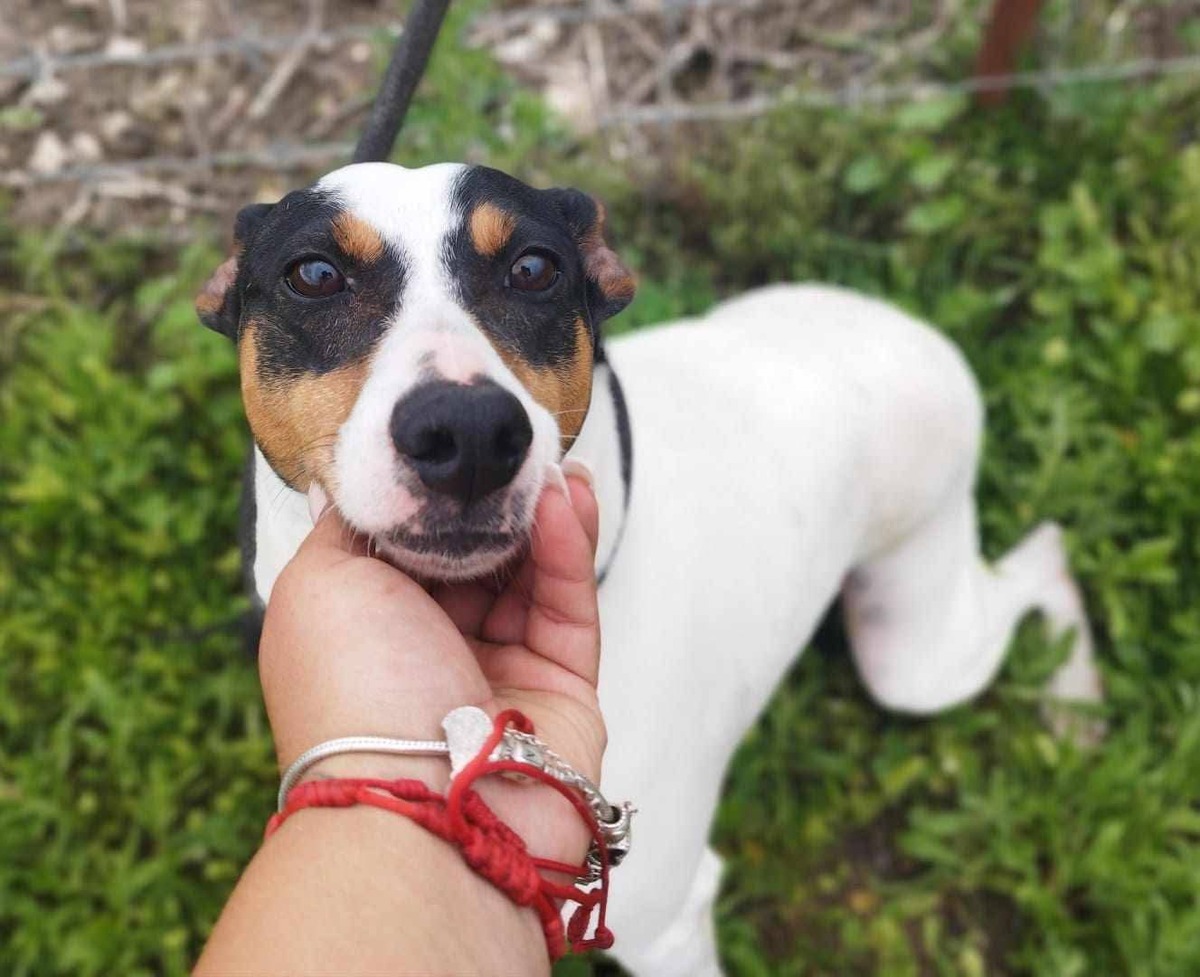 Adoption Fred