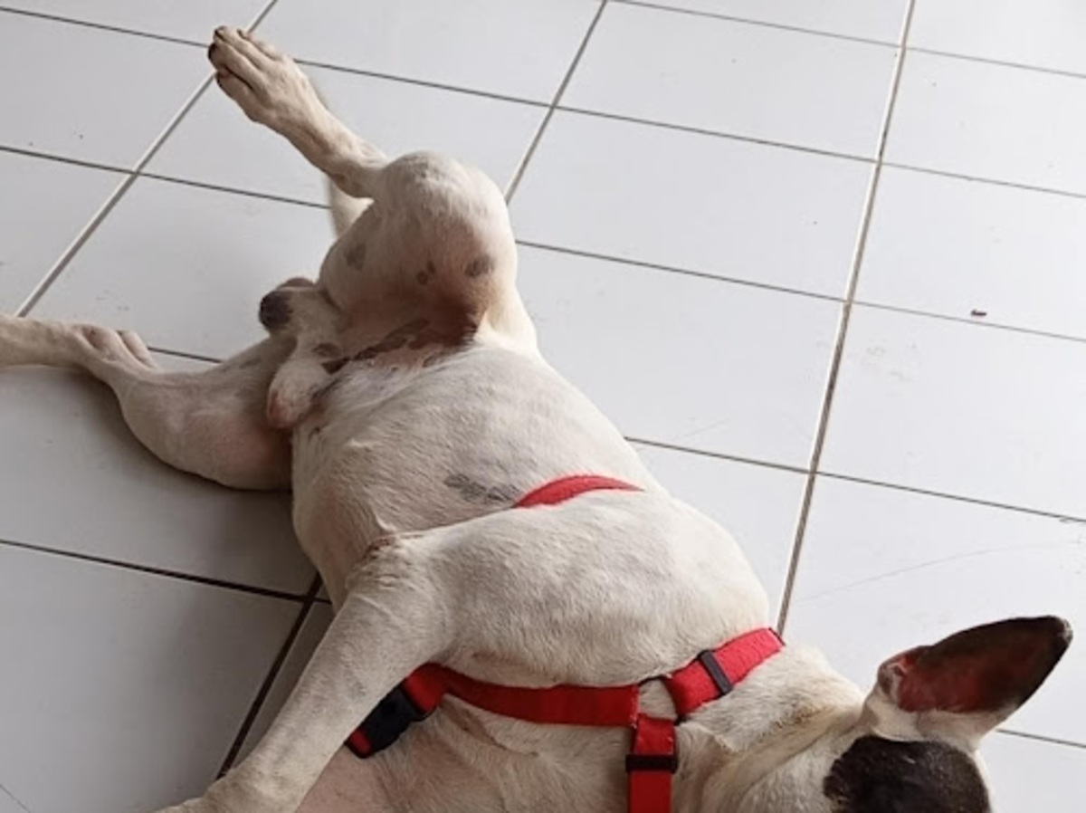 Adoption Tommy