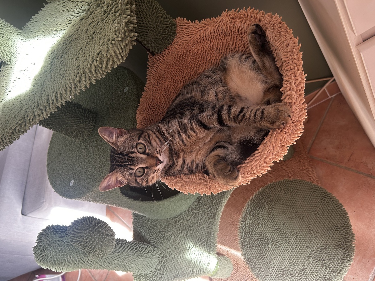 Adoption Gribouille