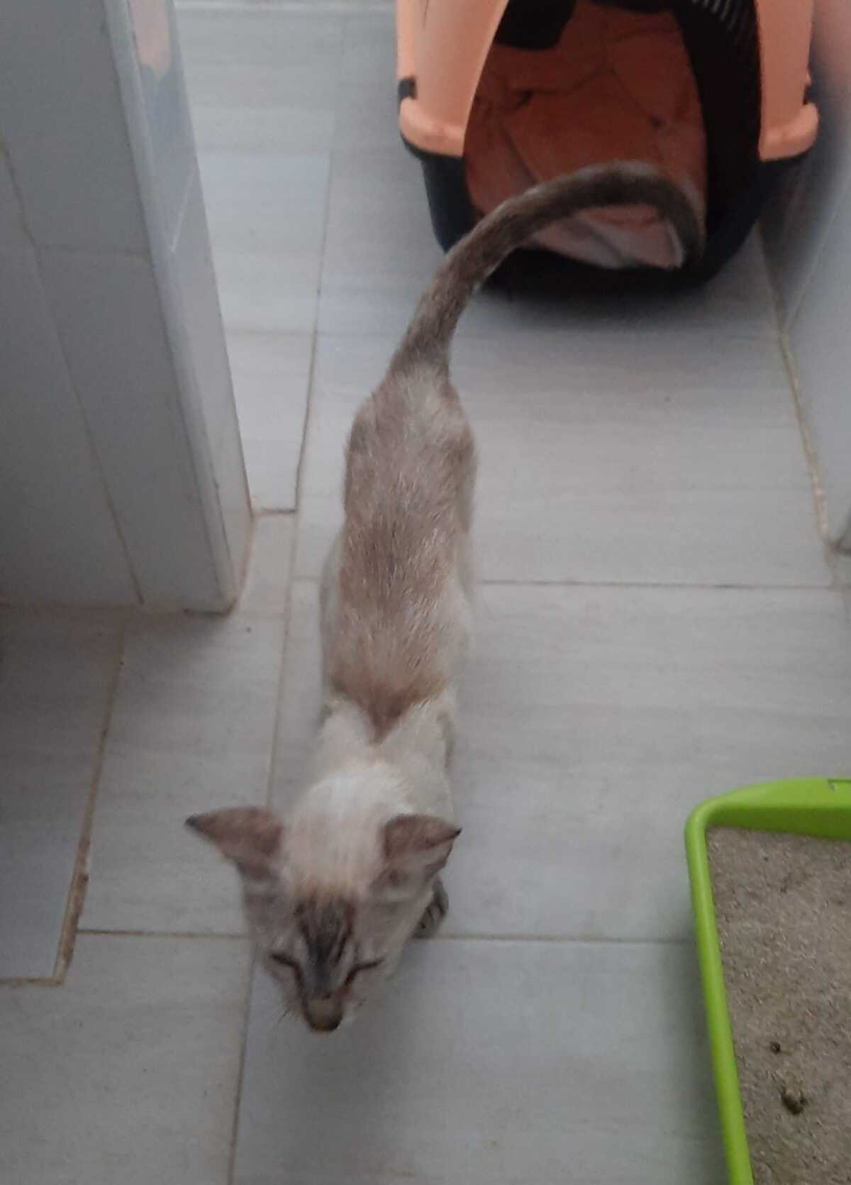 Adoption Luna
