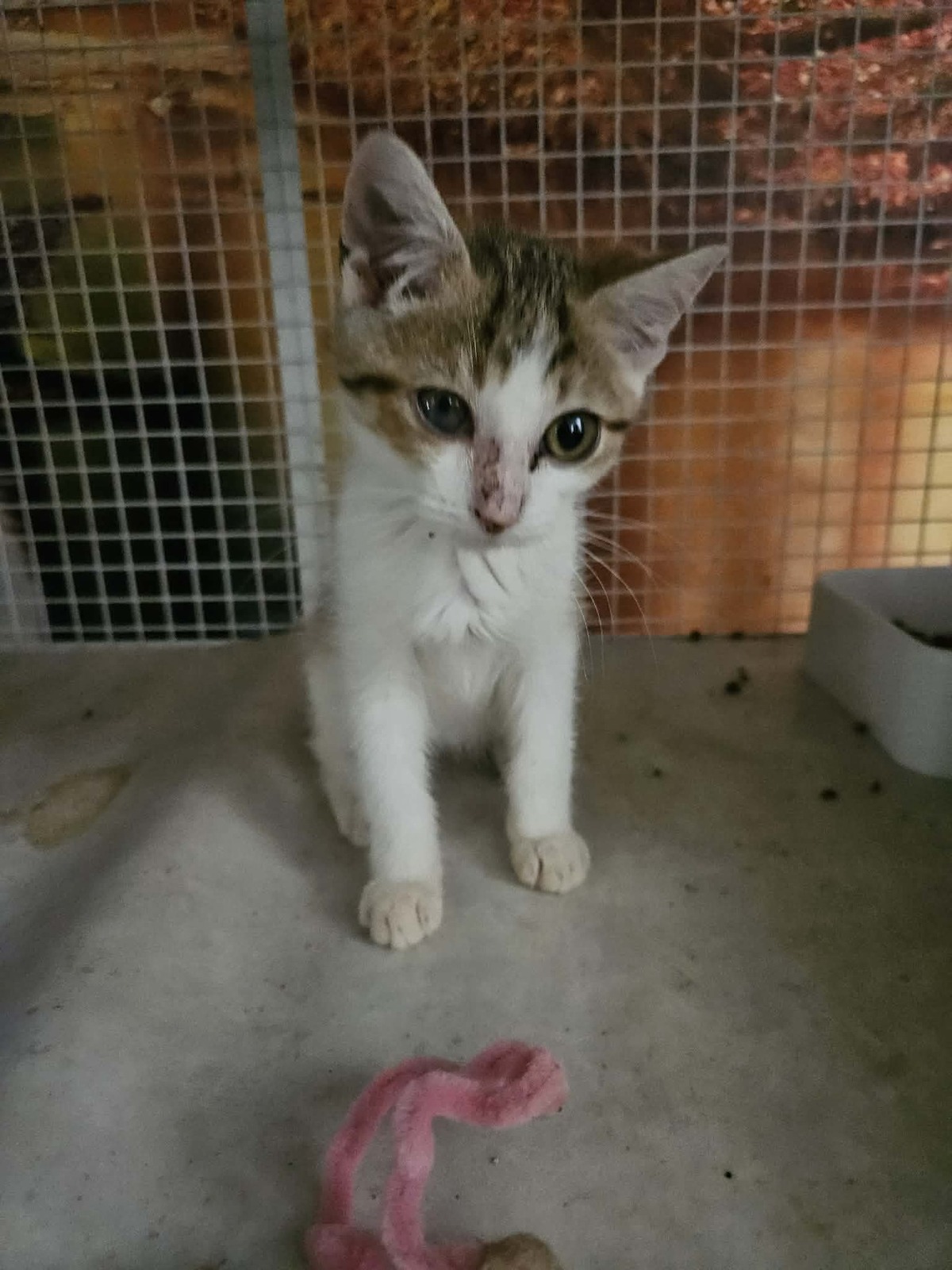 Adoption ZELIE